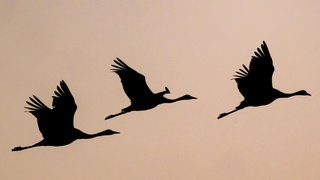 Kraniche fliegen am Abendhimmel - zurzeit sind wieder größere Trupps über Rheinhessen auf dem Weg in Richtung Süden.