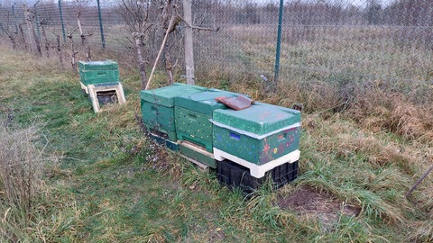 Zwei Bienenstöcke fehlen auf dem Grundstück bei Ingelheim. 