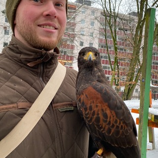 Ein Falkner mit dem Bussard auf dem Arm: Der Vogel wird zur Vergrämung von Krähen auf dem Mainzer Lerchenberg eingesetzt