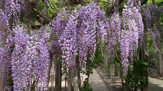 Der Chinesische Blauregen ist eine der giftigen Pflanzen, die es bei den Führungen im Botanischen Garten zu sehen gibt.