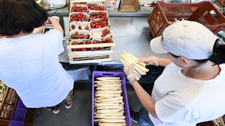 Frauen sortieren Erdbeeren und Spargel für den Verkauf. So läuft die Saison in Rheinhessen. (Symbolfoto)