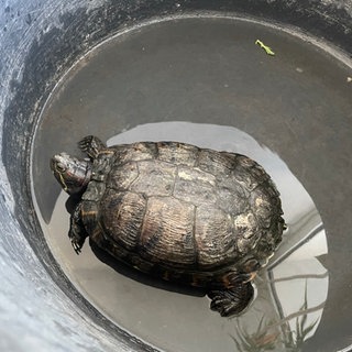 Die Polizei in Oppenheim sucht den Besitzern dieser Schildkröte.