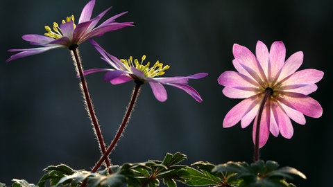 Das Windröschen (Anemone blanda) ist ein früher Frühlingsblüher mit weißen bis zart violetten Blüten, der im Mainzer Sand an schattigeren Stellen wächst. 