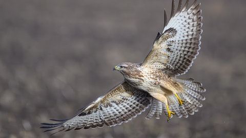 Ein Mäusebussard im Flug. In Worms haben Bussarde Jogger angegriffen.