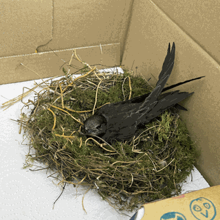 Mauersegler Maui sitzt in seinem Nest, das sich noch in einem Karon befindet.