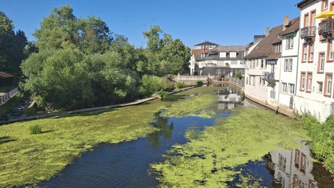 Der Mühlenteich in Bad Kreuznach ist mit Wasserpflanzen zugewuchert. 