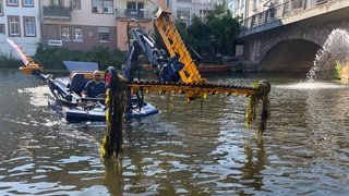 Das Mähboot schneidet unter Wasser das Laichkraut ab.   