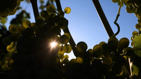 Weintrauben in der Sonne. In Rheinhessen hat die Federweißer-Lese begonnen.