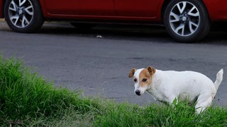 Ein Hund neben einem Auto: Eine betrunkene Frau ist "Gassi gefahren" (Symbolbild)