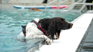 Ein Hund hievt sich aus dem Wasserbecken im Meisenheimer Freibad.