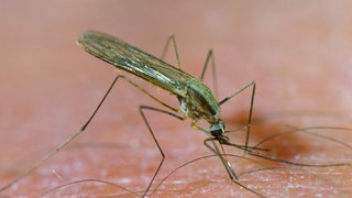 Malariamücke auf menschlicher Haut. Rund um den Frankfurter Flughafen sind kürzlich drei Menschen an Malaria gestorben. Die Tiere waren über Flugreisende nach Frankfurt eingeschleppt worden und hatten dann die späteren drei Todesopfer infiziert.