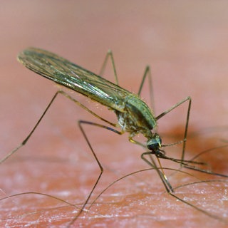Malariamücke auf menschlicher Haut. Rund um den Frankfurter Flughafen sind kürzlich drei Menschen an Malaria gestorben. Die Tiere waren über Flugreisende nach Frankfurt eingeschleppt worden und hatten dann die späteren drei Todesopfer infiziert.