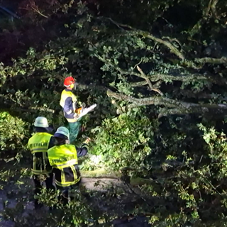 Bei Trier stürzte ein Baum auf eine Garage. Dabei wurde niemand verletzt.