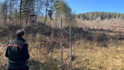 Ein aufgeforstetes Waldstück im Trierer Meulenwald.