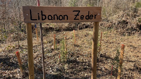Die Exotenfläche im Trierer Meulenwald.