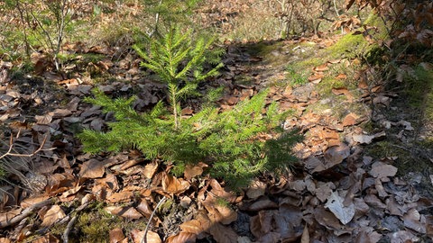 Eine junge Douglasie im Wald.