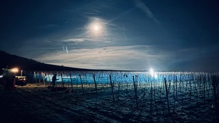 Eisweinlese an der Mosel.