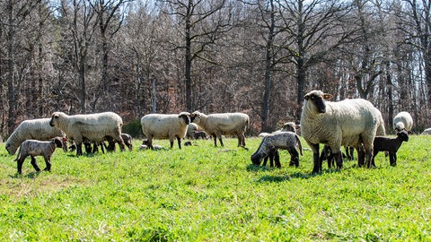 Die Blauzungenkrankheit hat im Winter alle Bestände in der Region Trier getroffen. Bis zu 30 Prozent der Schafe starben. Viele Tiere, die die Erkraknung überlebt haben, sind bis heute geschwächt.