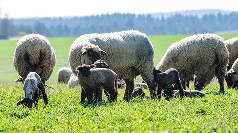 Die Lämmer sind erst wenige Wochen alt. Die Muttertiere waren nach ihrer Blauzungenerkrankung im Sommer eine Zeit lang unfruchtbar.