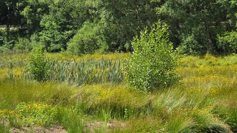 Die Erle, der grüne Busch, hat sich selbst angesät und bildet nun die Lebensgrundlage für Insekten.