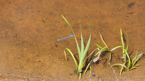 Nicht nur Amphibien, sondern auch Insekten wie diese Libelle haben in den neuen Gewässern ihre Heimat gefunden.