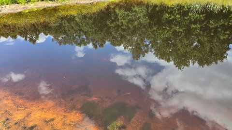 Das Wasser in den neuen Teichen ist so flach, dass Fische keine Chance haben und Amphibien gut laichen können.