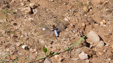 Auch diese Plattbauchlibelle hat das Amphibienbiotop als ihren Lebensraum angenommen. In den nächsten Jahren sollen noch Molche dazu kommen.