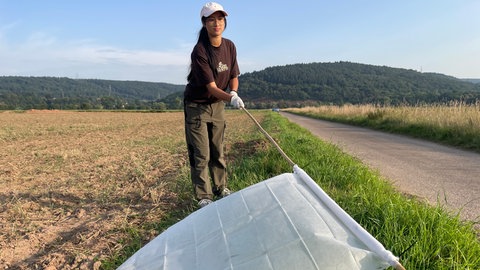 Keine neue Trendsportart, sondern Wissenschaft: Mit einem weißen Tuch an einem Bambusstock sucht die Studentin Bao Tien An nach Insekten auf der Kenner Flur. 