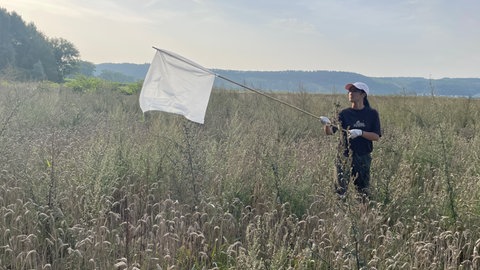 Die Studentin Bao Tien An sucht in einem Weizenfeld bei Trier nach Insekten. 
