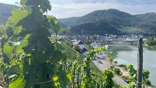 Winzer an der Mosel starten Unterschriftensammlung gegen die Änderung der Weinlage Badstube in Bernkastel-Kues