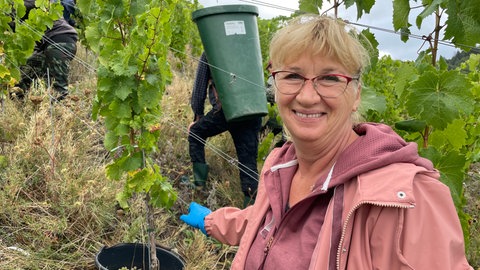Erntehelferin hilft bei der Lese im Weinberg mit.