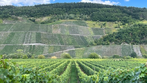 Im Weingut von Constantin Richter in Mühlheim sind die Erntehelfer bei der Rieslinglese in den Steillagen unterwegs