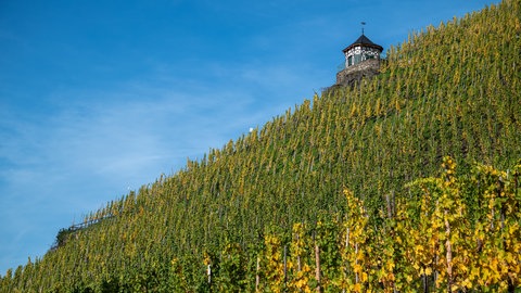 Der Bernkasteler Doctor an der Mosel gilt als teuerster Weinberg Deutschlands. 