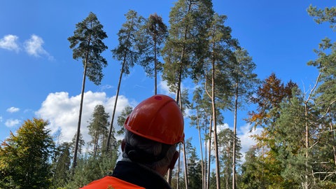 Der Leiter des Forstamts Trier schaut im Meulenwald nach abgestorbenen Ästen im Baum. Sie können beim Fällen zu einer tödlichen Gefahr werden. 