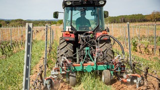 Eine Maschine von Clemens Technologies im Einsatz zwischen Rebreihen: Die Geräte aus Wittlich sind auf Weinbergen weltweit im Einsatz.