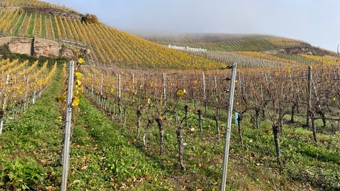 Hermanns Reben wachsen am Erdener Treppchen, aber auch auf anderen Top-Weinbergen an der Mosel in Ürzig und Piesport. 