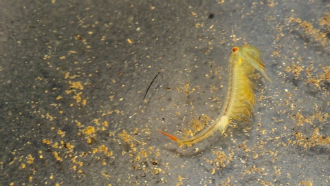 Wie eine Kreuzung aus Garnele und Tausendfüßler sehen die kleinen Urzeitkrebse aus, die auch in Wittlich vorkommen.  