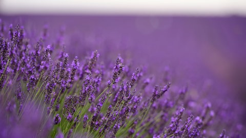 Ein Unternehmer aus Trittenheim im Kreis Trier-Saarburg will an der Mosel im großen Stil Lavendel anbauen.