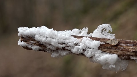 Eiswolle in einem Wald in der Eifel