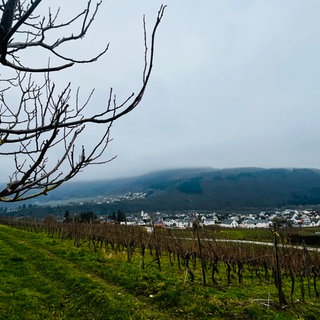 Ansicht auf Weinberge in Mehring an der Mosel. 