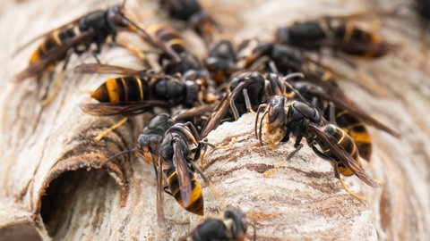 Die asistische Hornisse breitet sich auch in der Region Trier immer weiter aus. Mit fatalen Folgen für Mensch und Natur. 