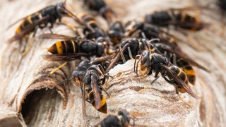 Die asistische Hornisse breitet sich auch in der Region Trier immer weiter aus. Mit fatalen Folgen für Mensch und Natur. 