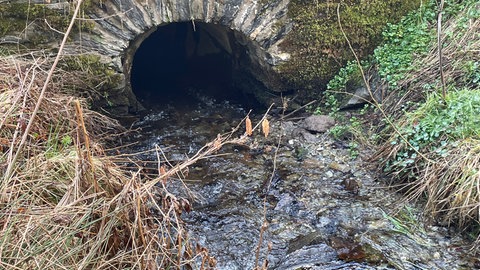 Das Rohr unter der B407 bei Reinsfeld. Es zu schmal und hat ein Gefälle. Bei Hochwasser entsteht dort eine Strömung. Dann meiden die Tiere das Rohr. 