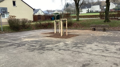 Auf Prümer Schulhöfen wurden Bäume gepflanzt