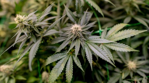 Cannabis-Pflanze