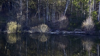 Die Steinbachtalsperre am Nationalpark Hunsrück-Hochwald. 