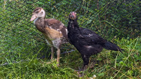 Das Nilgans-Küken überragt seinen ungewöhnlichen Stiefbruder schon jetzt. Sie verstehen sich prächtig.