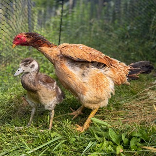 Diese flauschigen Gänse-Küken werden jetzt von einem Huhn großgezogen.