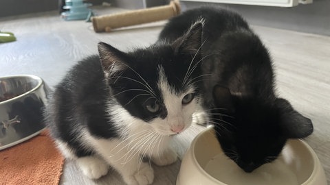 Egal ob Hund, Katze oder Hamster: Frisches Wasser sollten die Tiere bei hohen Temepraturen immer zur Verfügung haben.