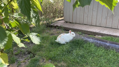Dieser Hase aus dem Tierheim in Idar-Oberstein hat sich ein schattiges Plätzchen unter einem Baum gesucht. Die Möglichkeit sollten die Tieren immer haben, sagen Experten.